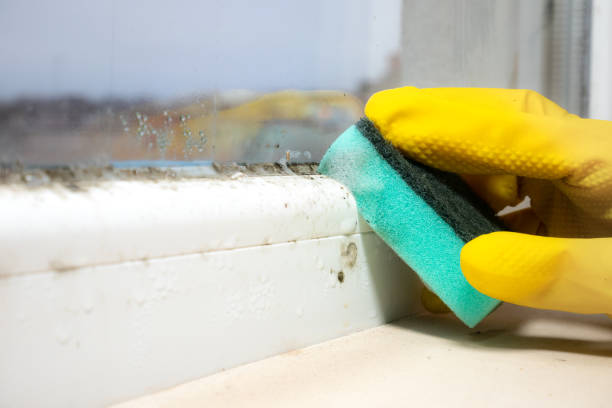 Best Residential Mold Remediation in Callaway, MD