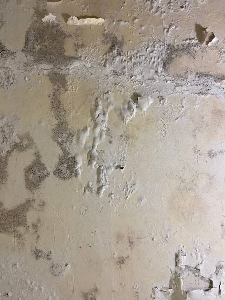 Best Attic Mold Remediation in Callaway, MD