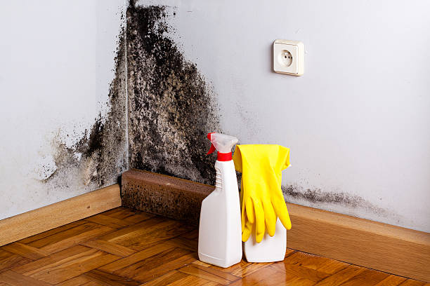 Best Insurance-Related Mold Remediation in Callaway, MD