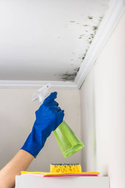 Best Black Mold Remediation in Callaway, MD